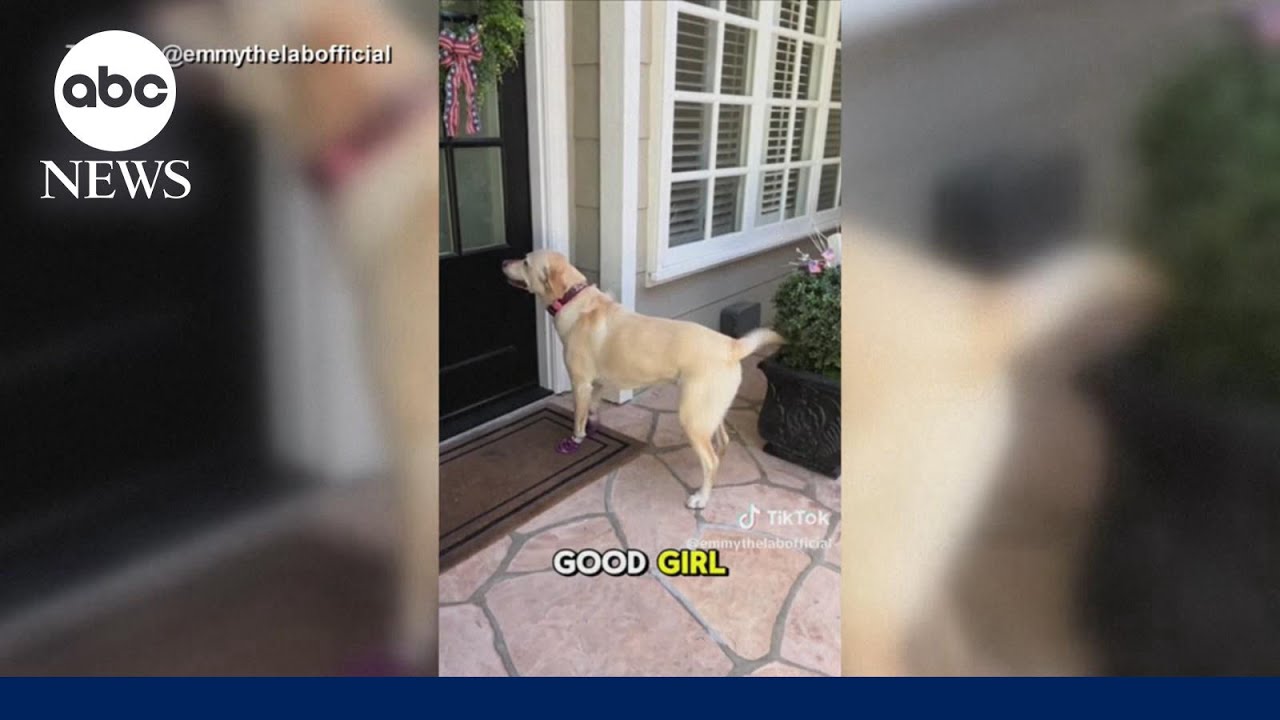Dynamic dog's daily visits to neighbors 'never gets old'
