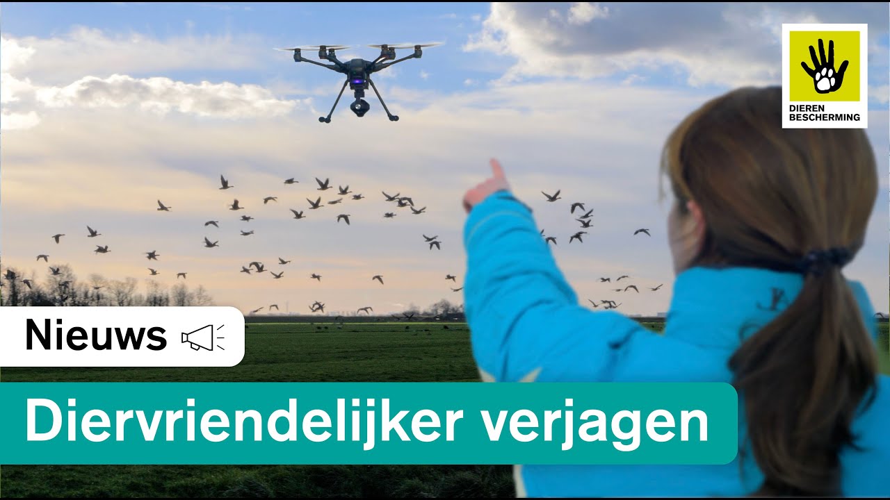 Ganzen diervriendelijker verjagen met drones