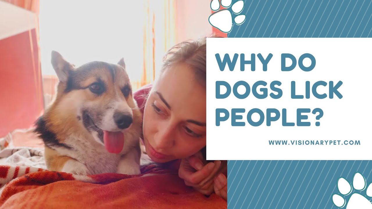 why do dogs lick people