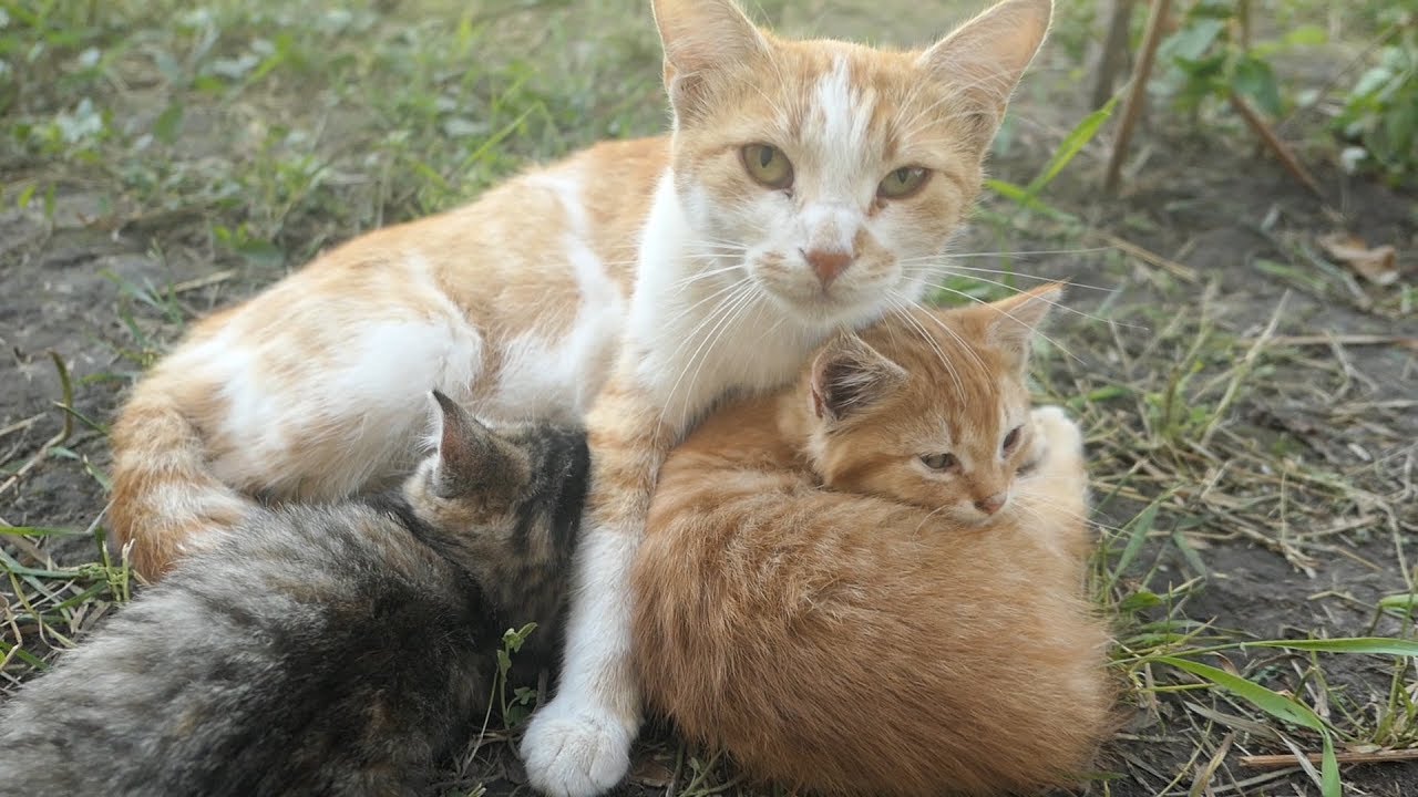 Eye drops for the kitten and mother cat plays with kittens