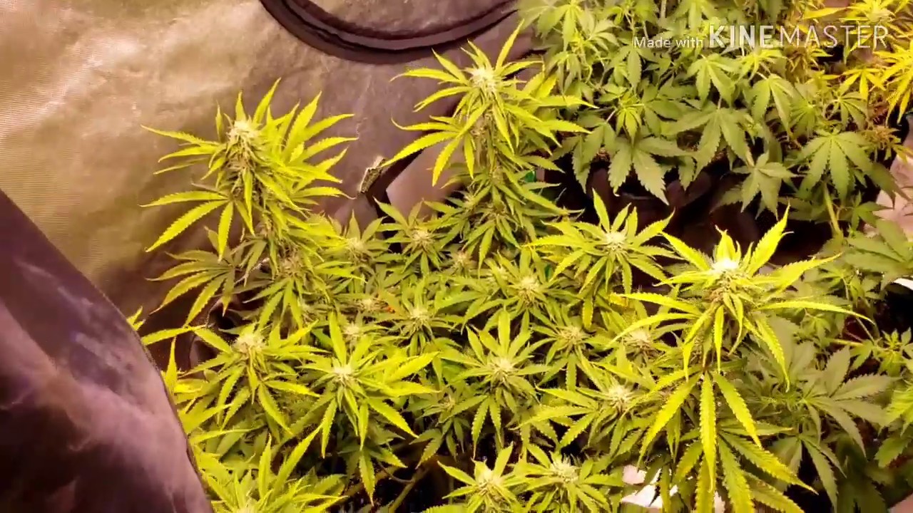 Day 72 and 36 of the seedsman autoflower grow series under the optic phantom 1xl dimmables
