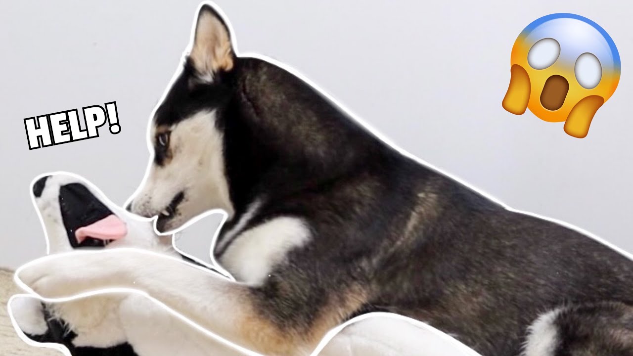 Surprising My HUSKY With A PUPPY! (She Throws A Tantrum)