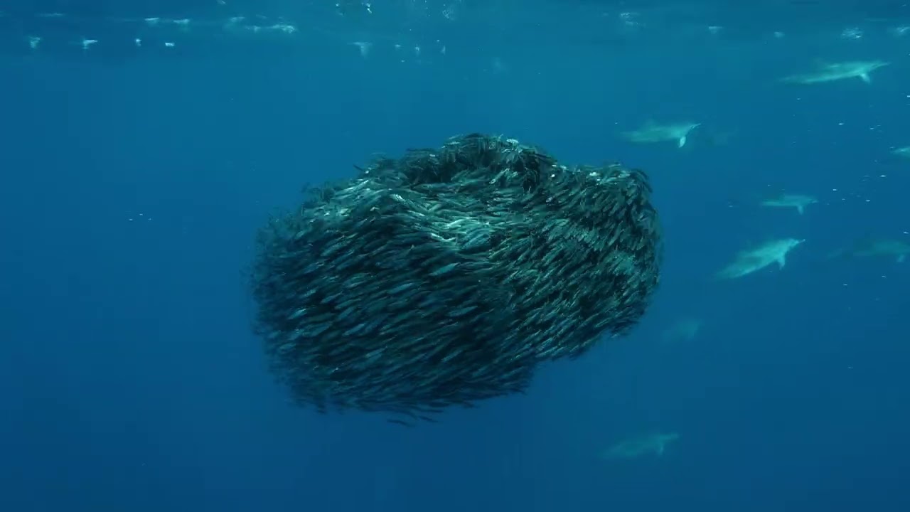Freedive en Azores