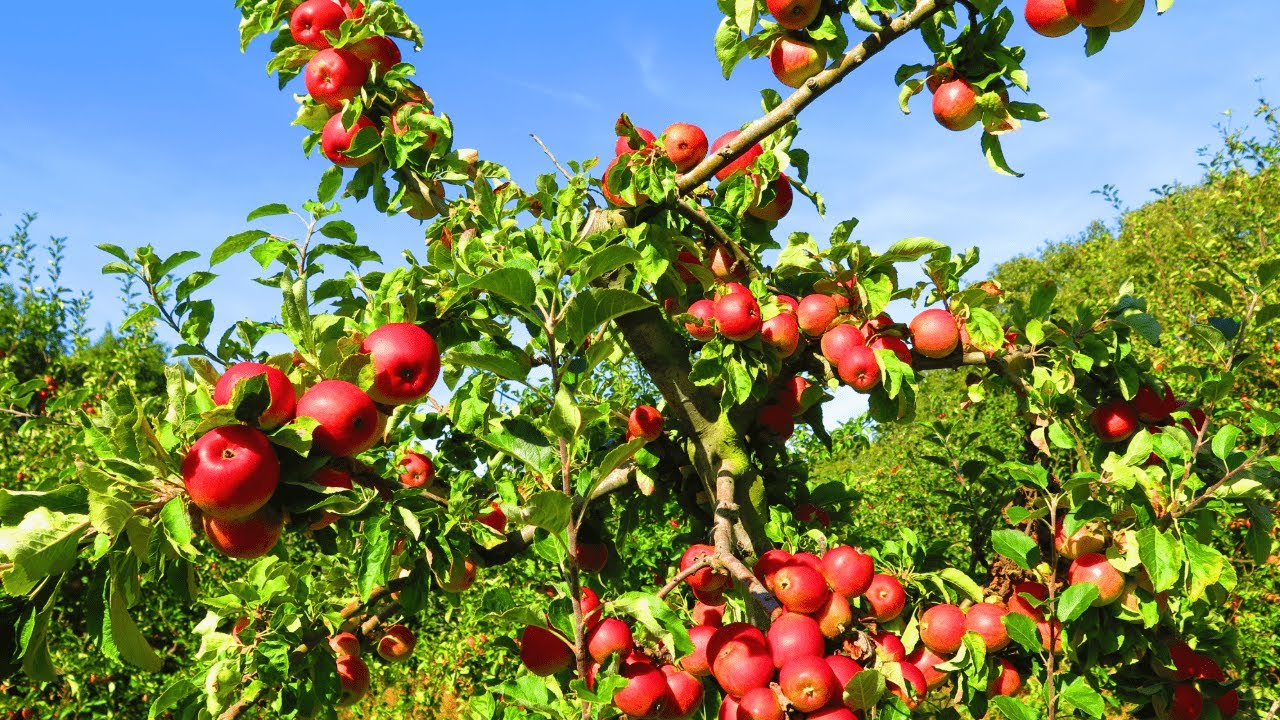 Organic Apple Farming | Sustainable Apple Production | Agri Farming
