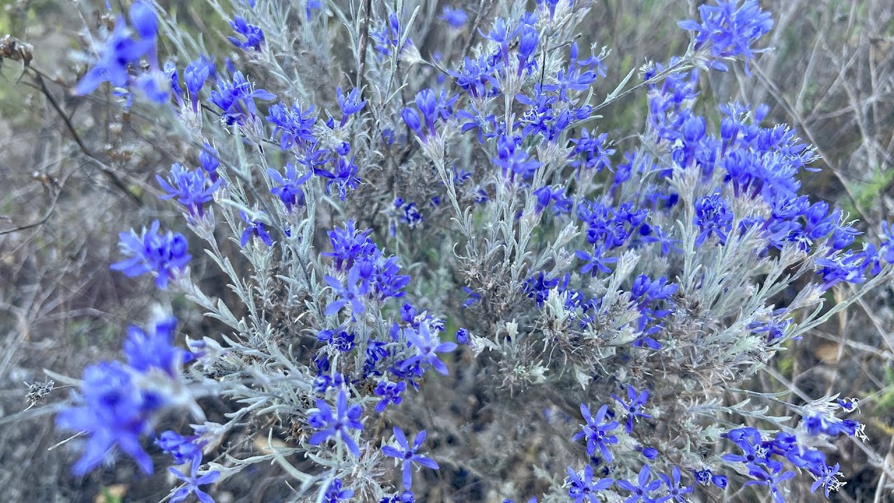 Burton Mesa Chaparral, A Natural Wonder