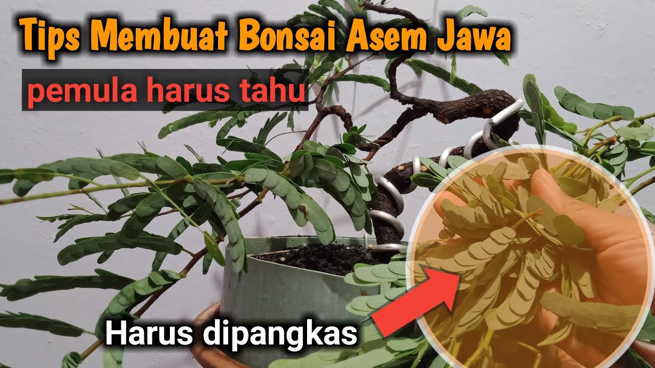 Tips Membuat Bonsai Asem Jawa Dari Biji