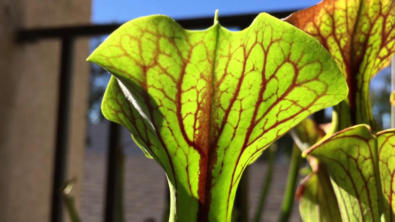 Sarracenia Flava 'BLACK VEINS'