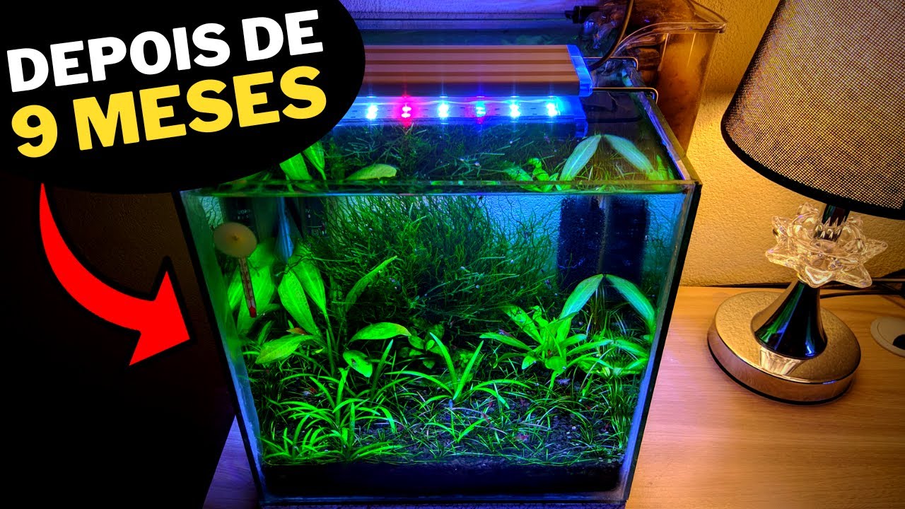 AQUÁRIO CUBO LOW TECH DE CAMARÕES NEOCARIDINA - [atualização]