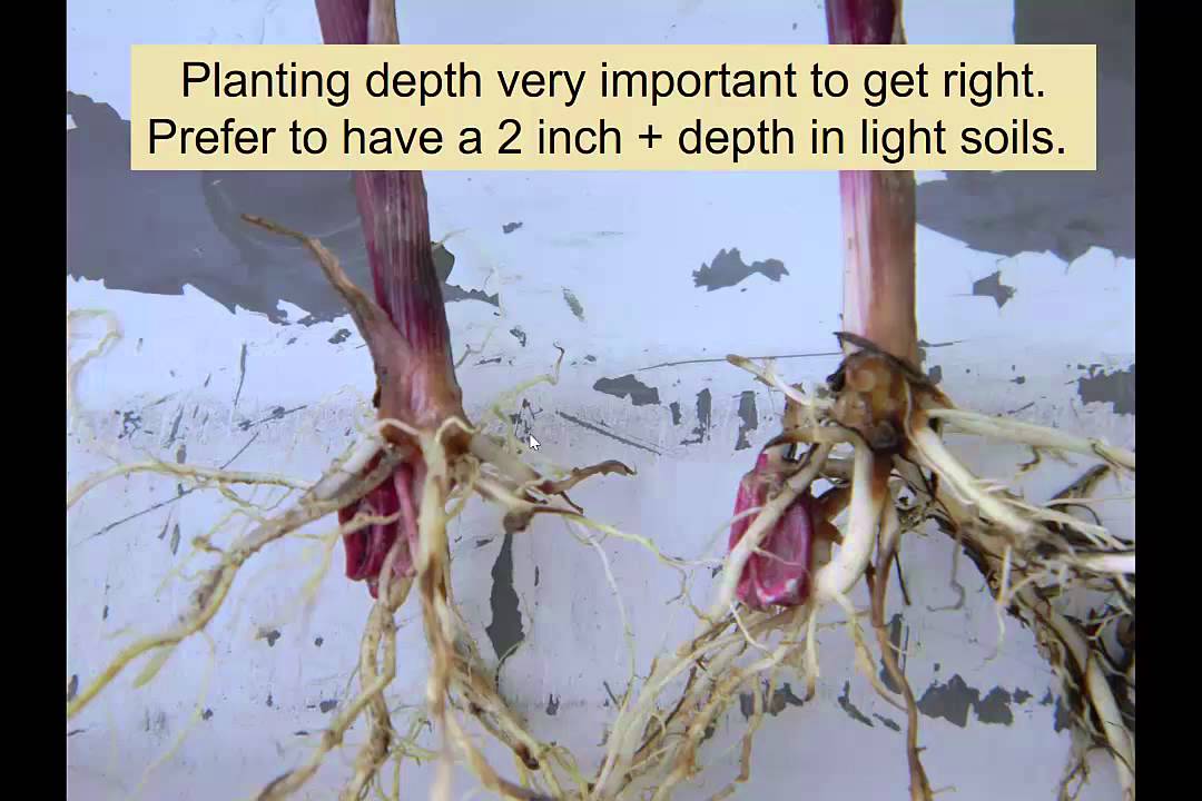 Lee, Dewey: A Path to Higher Corn Yields