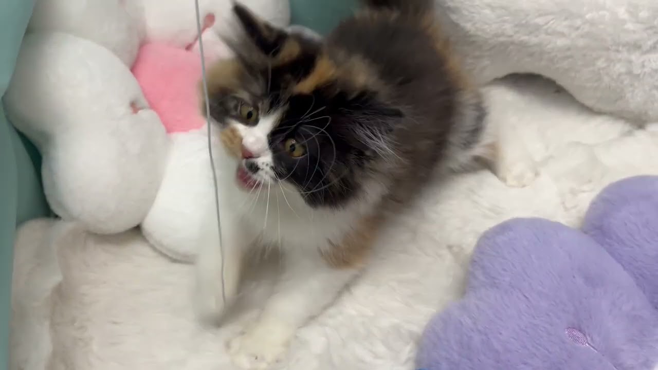 【スコティッシュストレート】【199526】ペットショップ犬の家＆猫の里　刈谷店