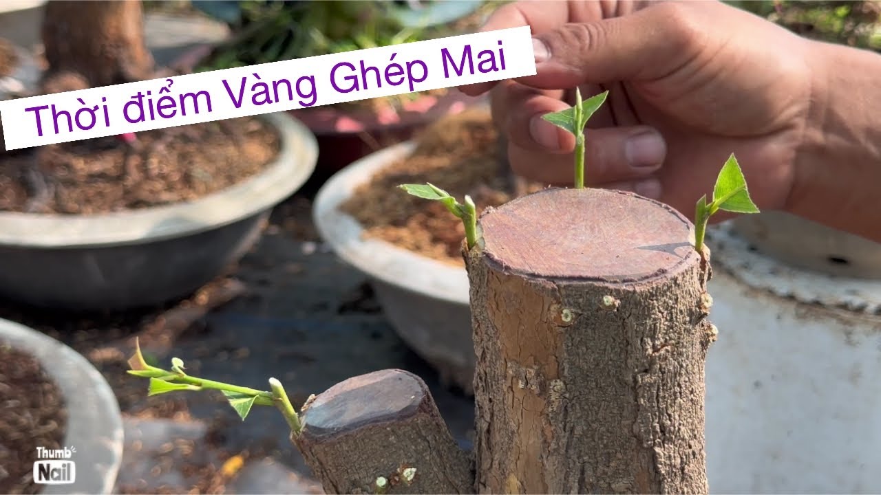 Thời điểm vàng ghép  mai,,,…Vtnn vũ 0939191715
