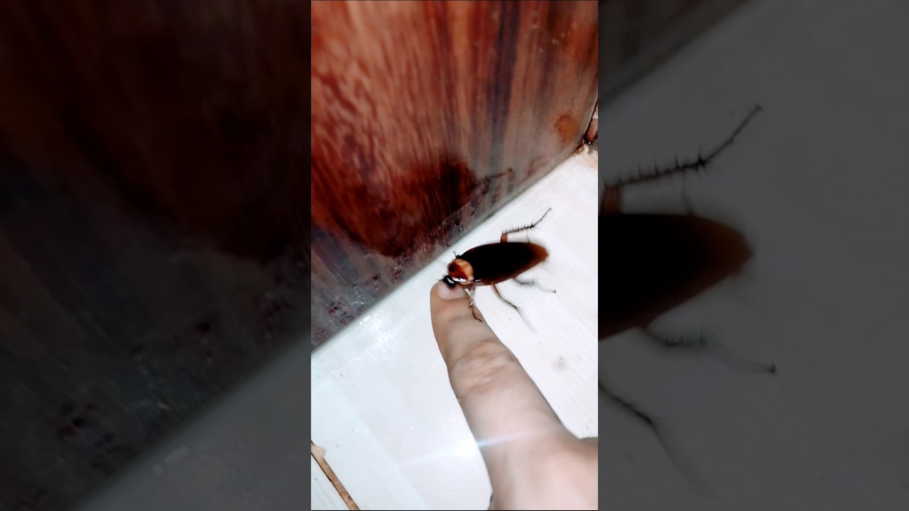 1,2,3 старт таракан #aymanblog #shorts #funny #trending #cockroach