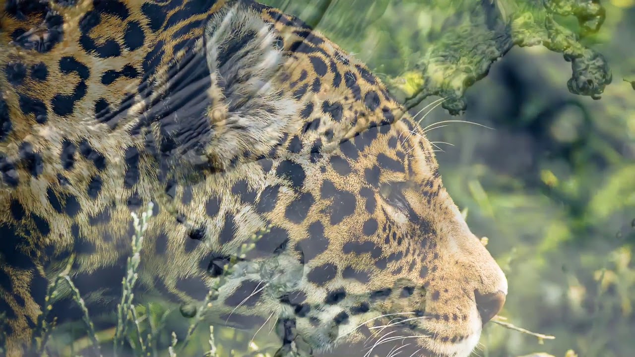 EL HOMBRE QUE HABLA CON JAGUARES
