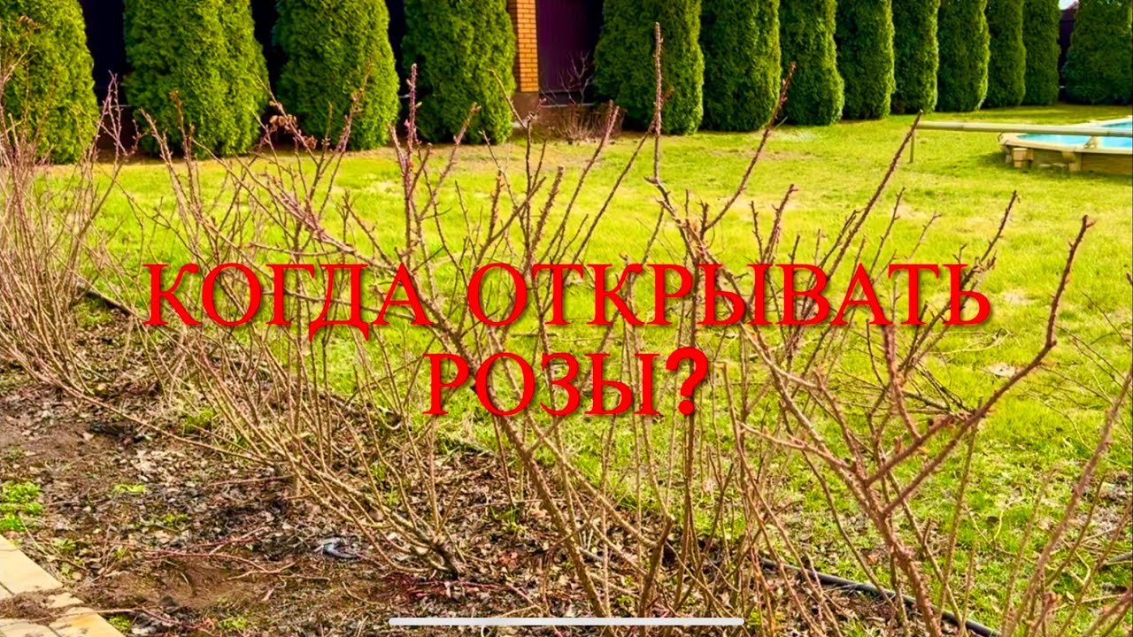 Розы. Когда открывать розы? Что будем делать в ближайшее время ? Обрезка Робусты.🌹🌹🌹