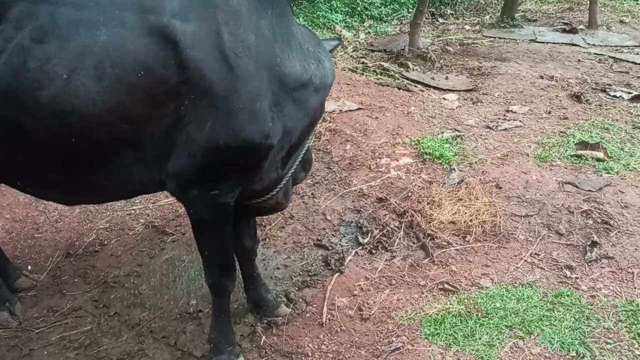 THIDAMBU NRITHAM PUTHUMANA : പശു അഭിമാനം