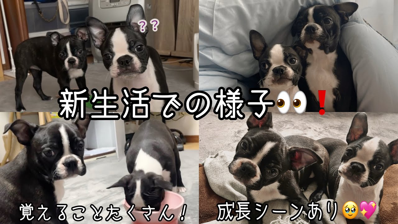 【ボストンテリアVlog #14】新生活での様子👀💖新ママパパの癒される毎日🐶🐶💖