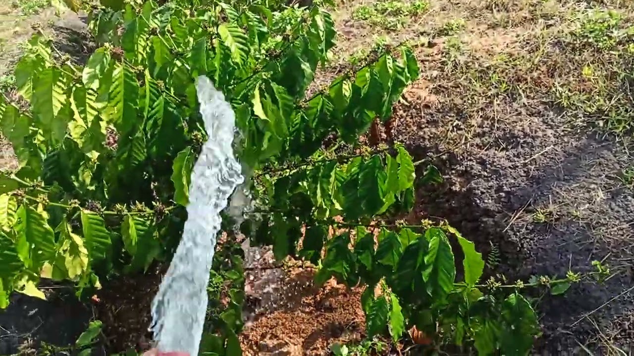 Cùng thăm lại vườn cà phê 20 tháng tuổi bị bệnh thối rễ,nghẽn mạch dẫn do nấm fusarium