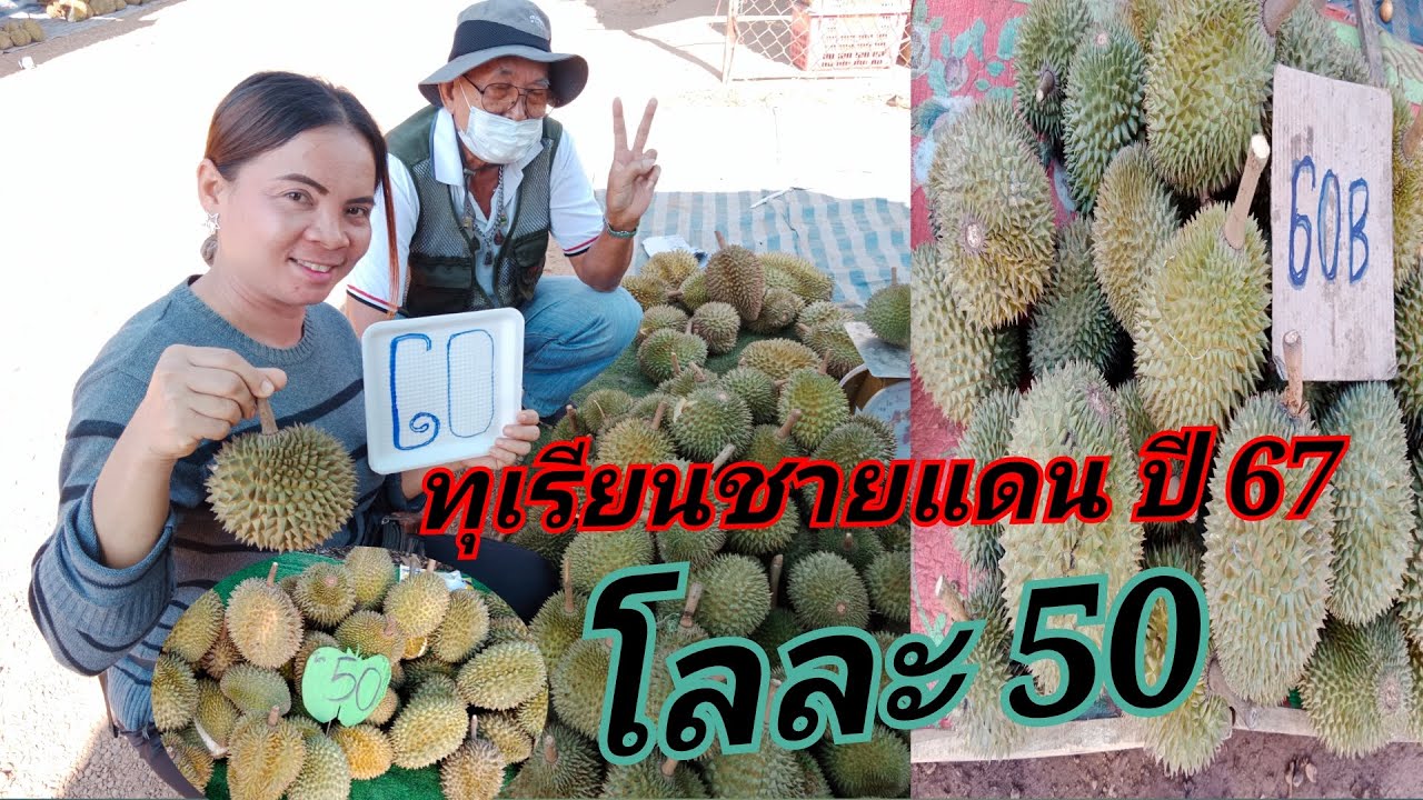 สายทุเรียนโปรดทราบ ชี้พิกัดทุเรียนถูก ตลาดศรีเพ็ญ บ้านคลองหาด เริ่มต้นที่โลละ 50 -60-70 บาท