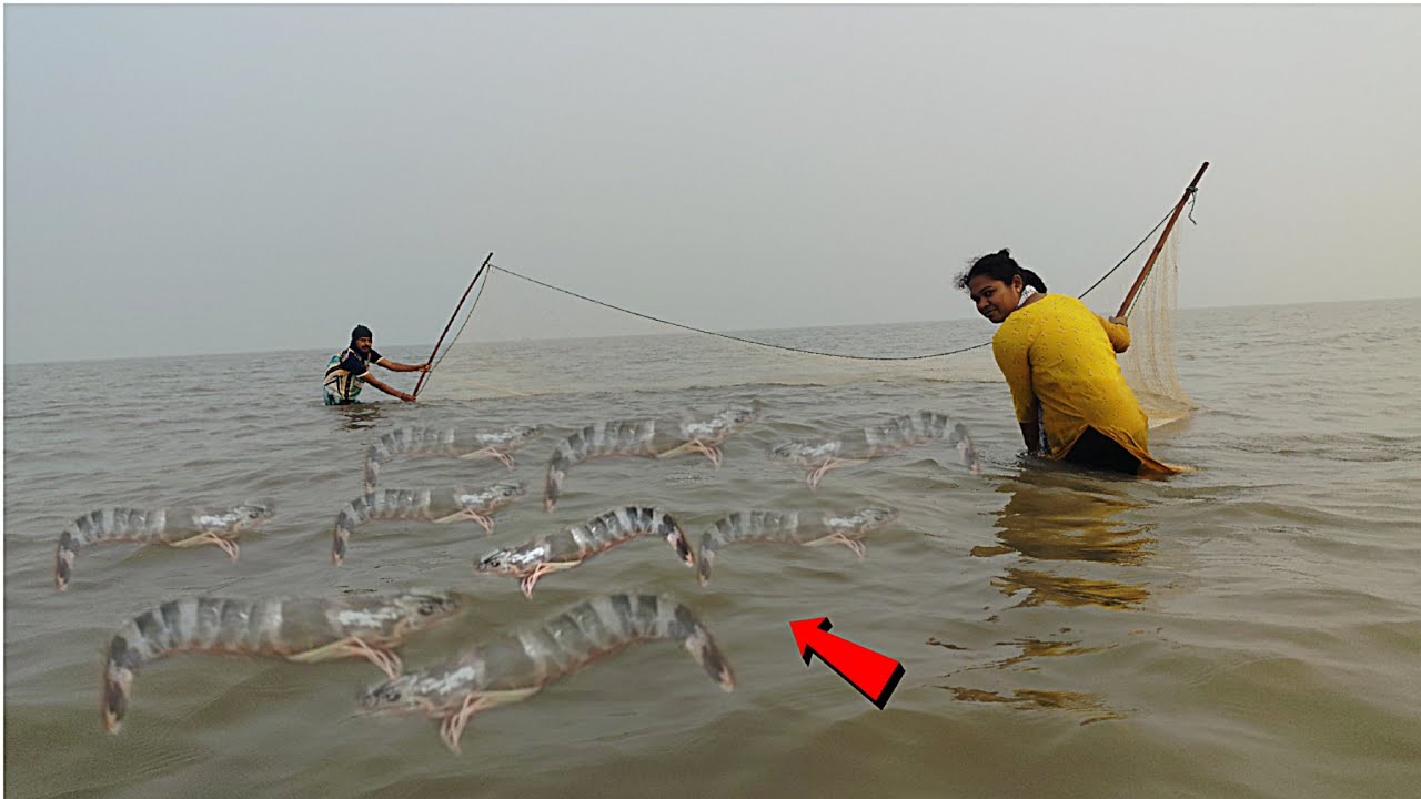 पहिल्यांदाच भेटली एवढ्या प्रमाणात कोळंबी 🦐😱 कोलंबीचा पाऊस || Prawns Fishing || @mealibagkr1883