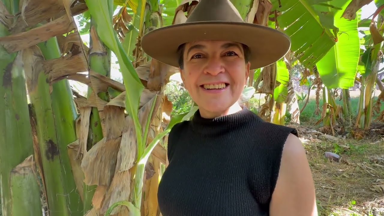 O SÍTIO SUPER PRODUTIVO DA DONA IZA @iza_nocampo 