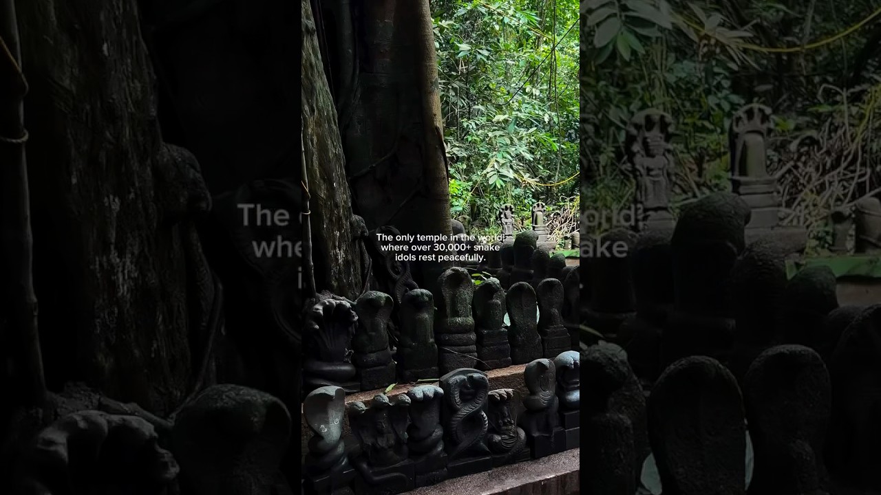 Unique temple where snakes are worshipped | Mannarasala | Snake temple #shorts #temple #shortsfeed