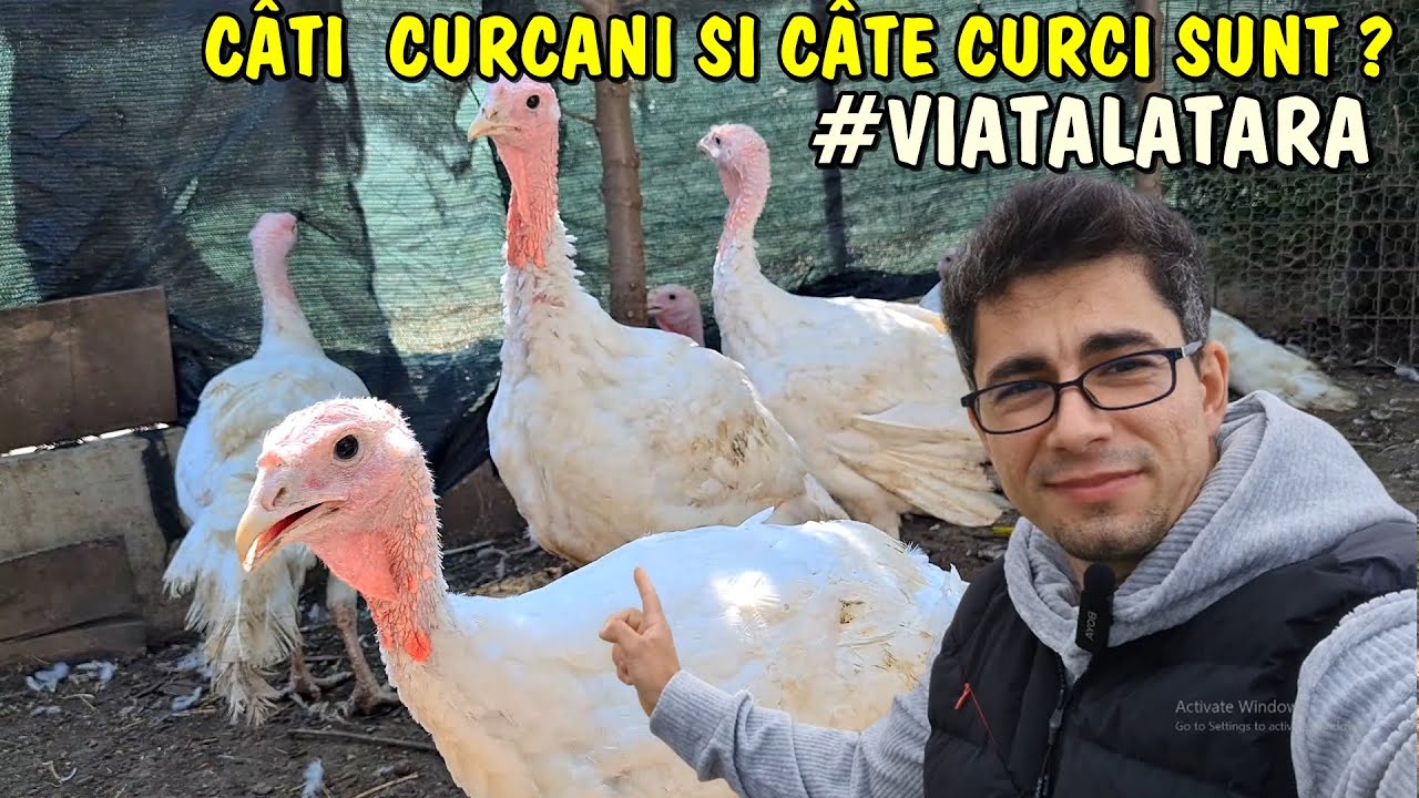 Viața la țară - SURPRIZĂ ❗🦃 Câți curcani sunt femele și câți masculi ? #viatalatara