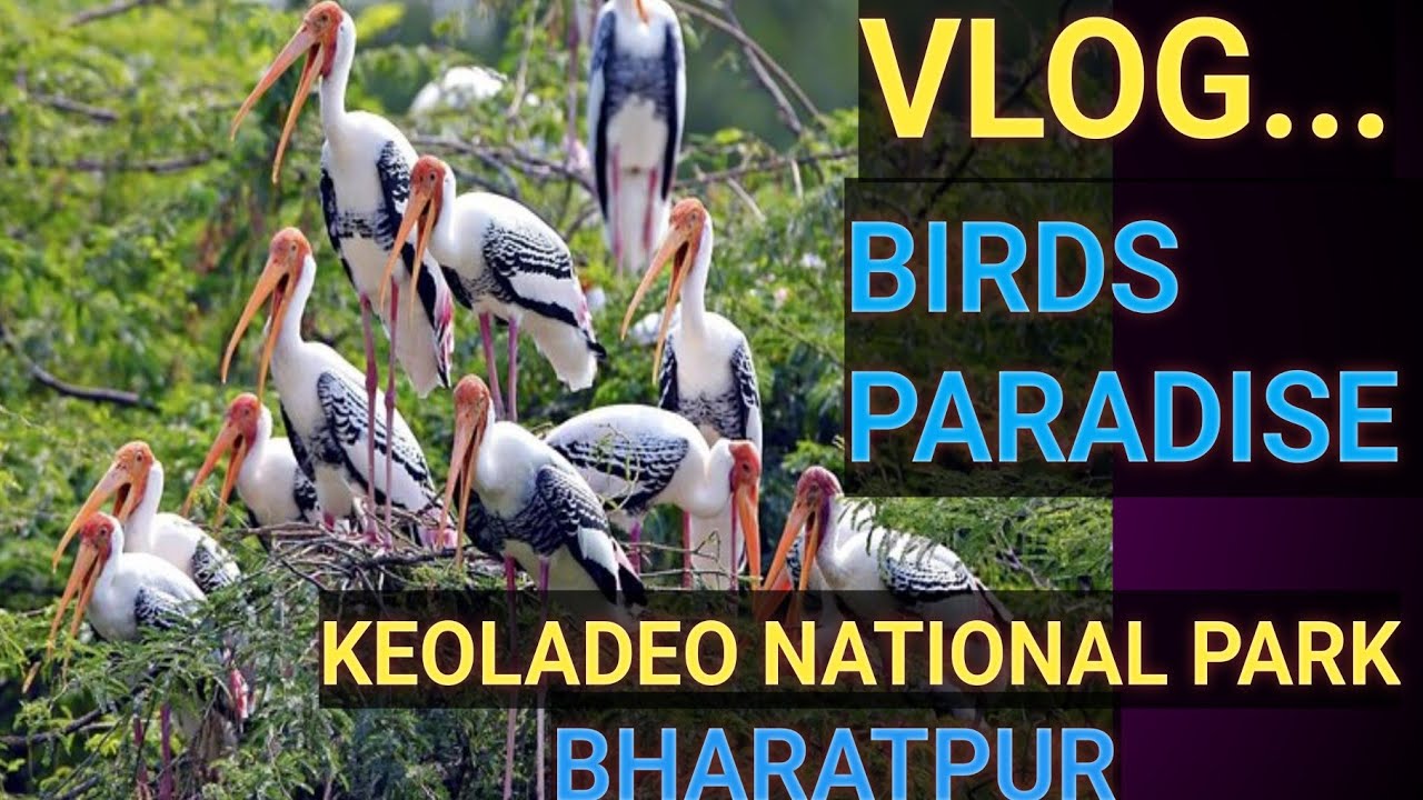 Keoladeo National Park : Birds Paradise Bharatpur #birdlovers #birds #biodoors #rajasthantourism 