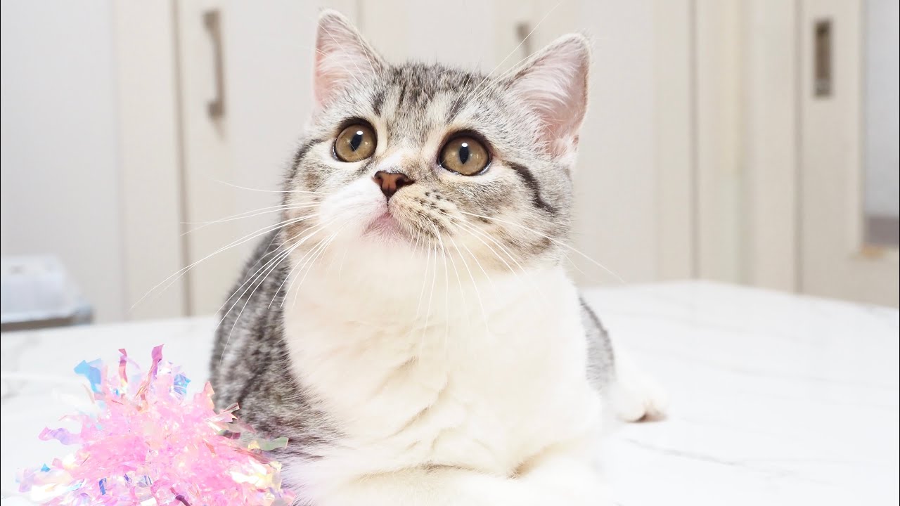 Scottish Straight Female with Black Silver Spotted Tabby & White
