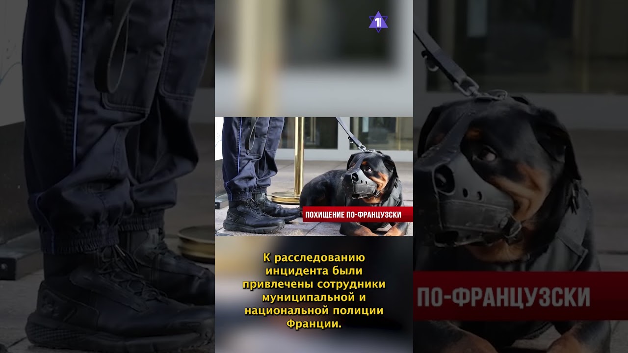 Нетаньяху в США | Похищены свитки Торы | Сирия готова к диалогу // НОВОСТИ ОТ 28.07.26
