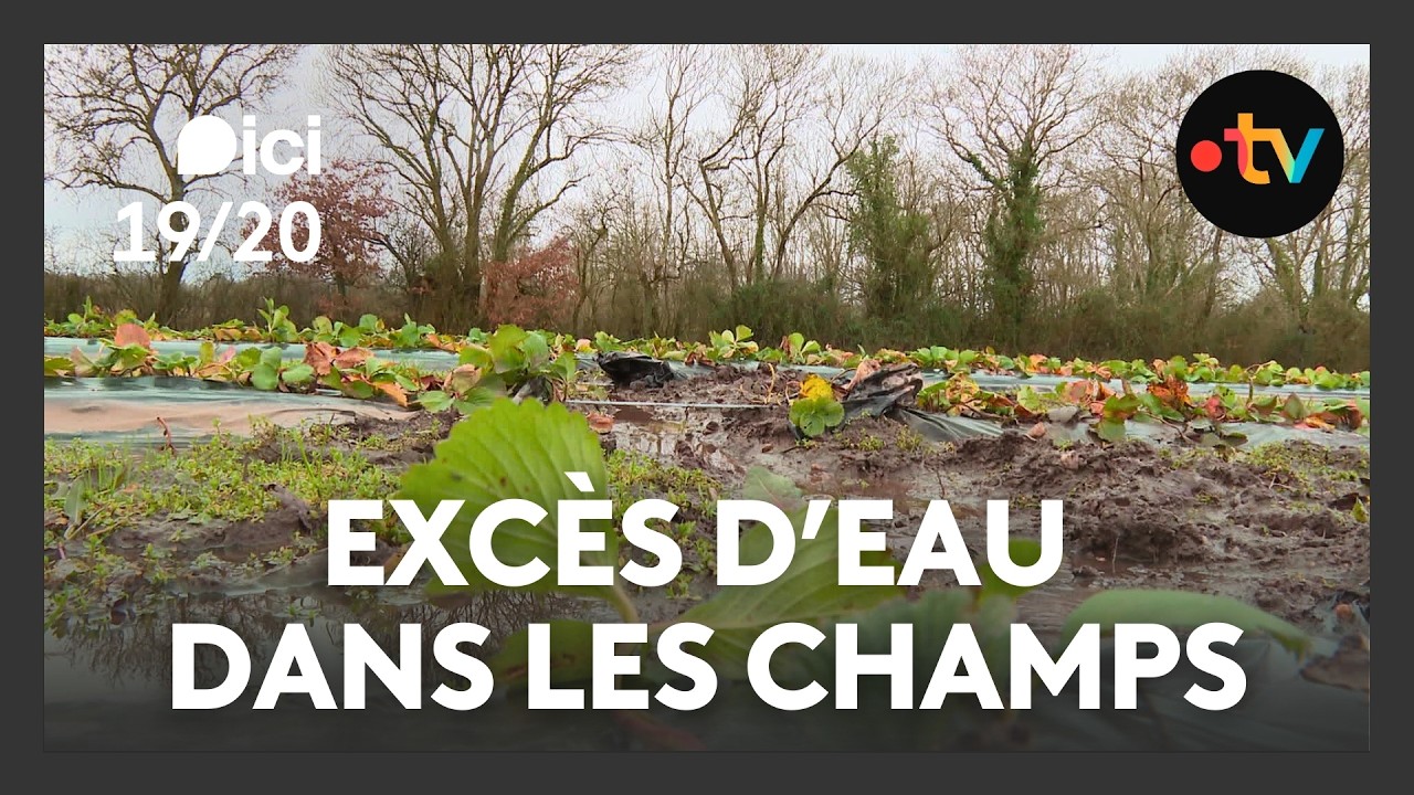 Agriculture : les maraîchers de Savenay touchés par les pluies