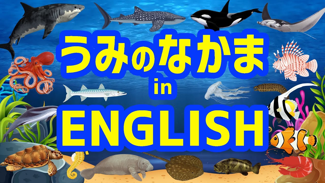 Fish Name & Sea animals For learning.shark,Whale shark,Dolphin,octopus,Can u find an them?｜For kids