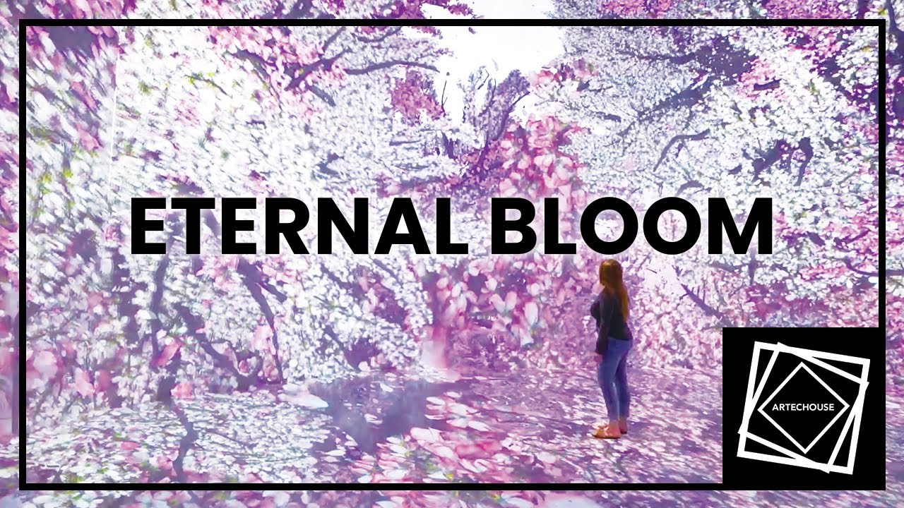 ETERNAL BLOOM | History of Cherry Blossom Celebration at ARTECHOUSE