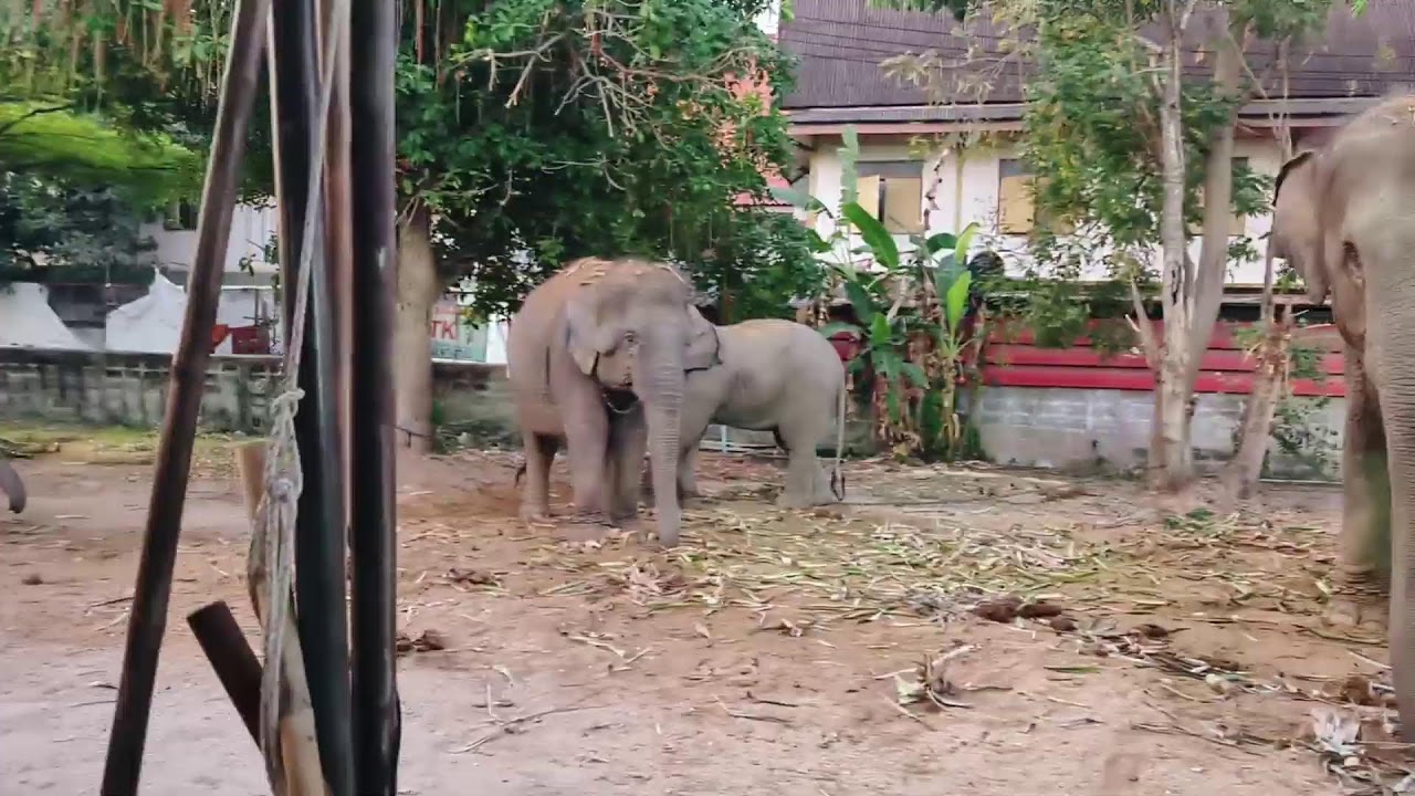 เฝ้าบัวบานนอน
