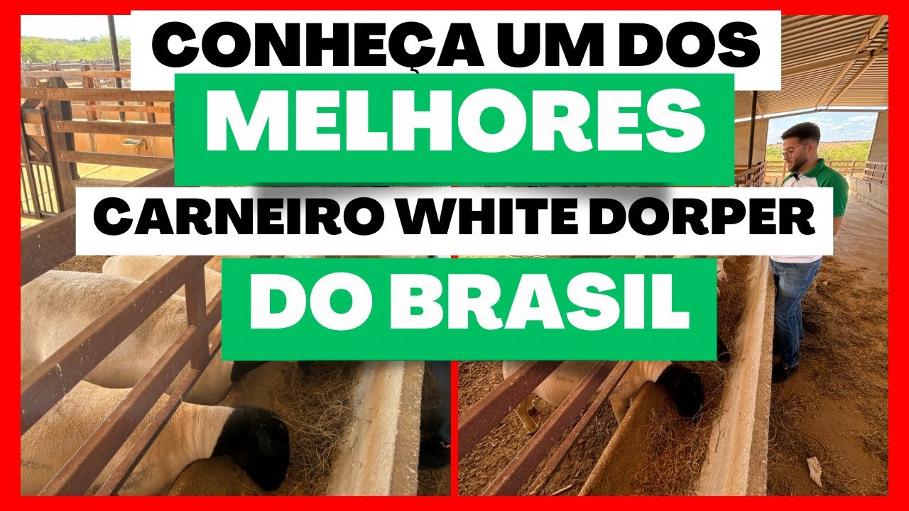 OVINOS DORPER E WHITE DORPER A VENDA | UM DOS MELHORES CRIADOR DA REGIÃO
