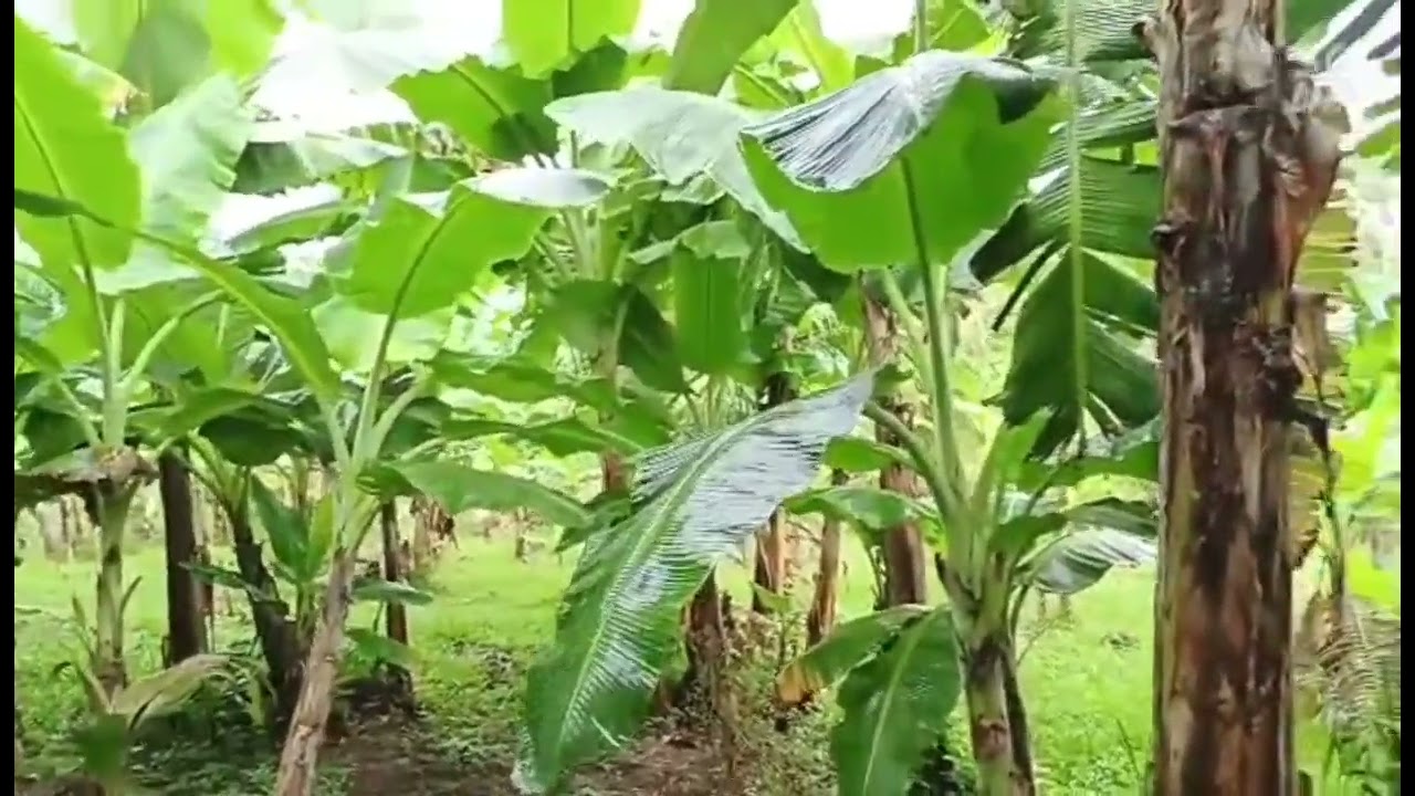 3 hectares (30,000sq.meters) Farmlot With Fully Furnished House For Sale. Puerto Princesa City Phils