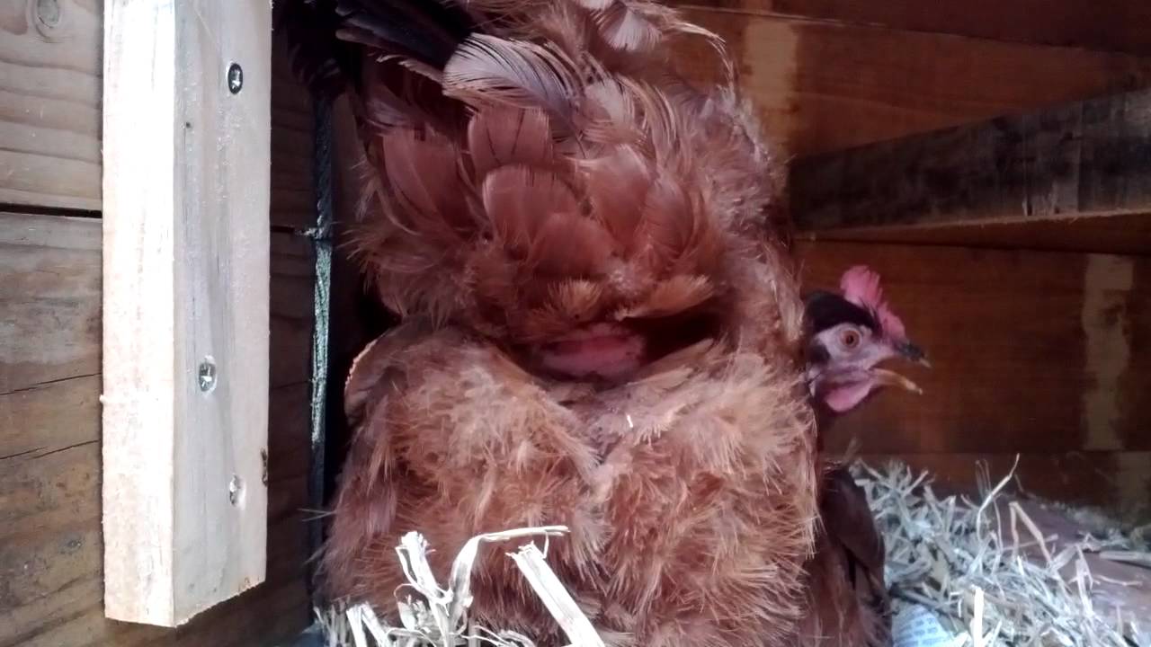 Kip legt een ei. close-up.  Chicken is laying an egg. close-up !