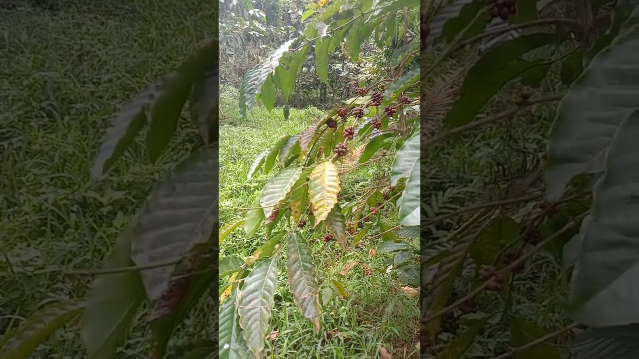 Coffee farming/tips- Paano magpalaki ng FARM, ito ang kagandahan sa intercropping