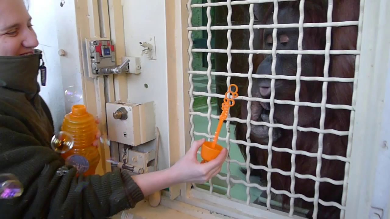 Le training de Theodora l'orang-outan à la Ménagerie du Jardin des Plantes de Paris