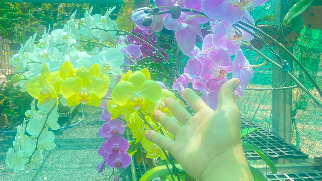 Bộ Phân Thuốc Cực Kỳ Tốt Dành Cho Hoa Lan Vườn Bạn Đã Có Chưa ??? LH 0902889523