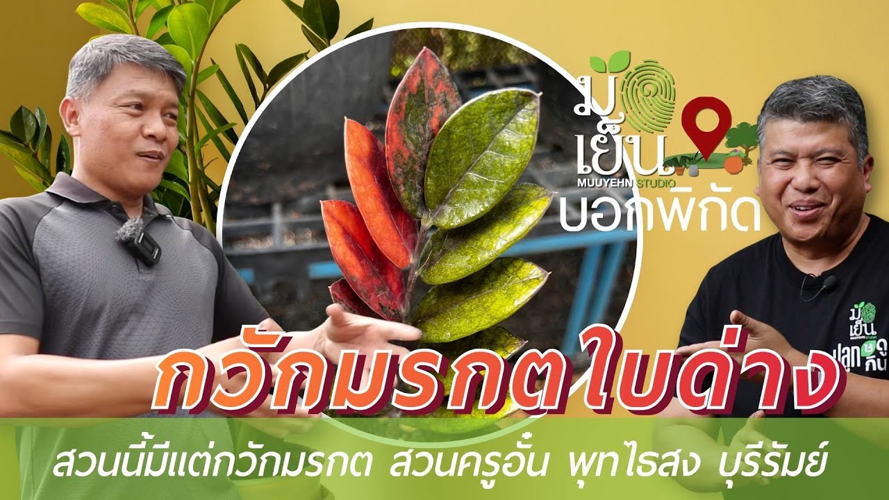สวนนี้มีแต่กวักมรกตใบด่าง สวนครูอั๋น พุทไธสง บุรีรัมย์ I มือเย็น บอกพิกัด