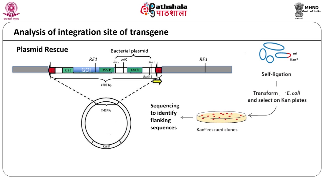 Techniques used for analysis of Transgenes