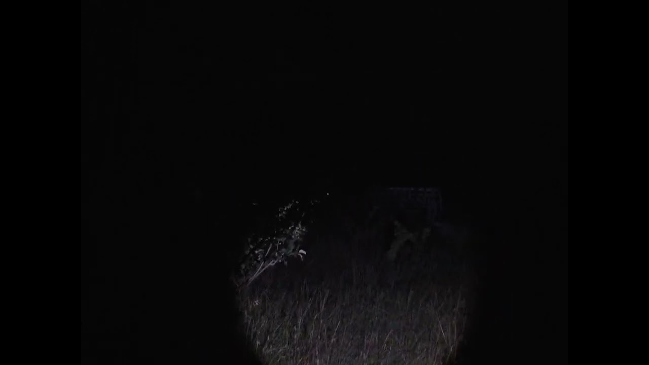 Buscando liebres o conejos 🐰 en mi finca San Rafael Mendoza 