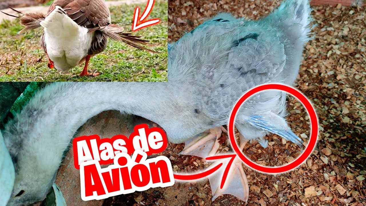 Como curar el Ala de Ángel en Gansos y Patos