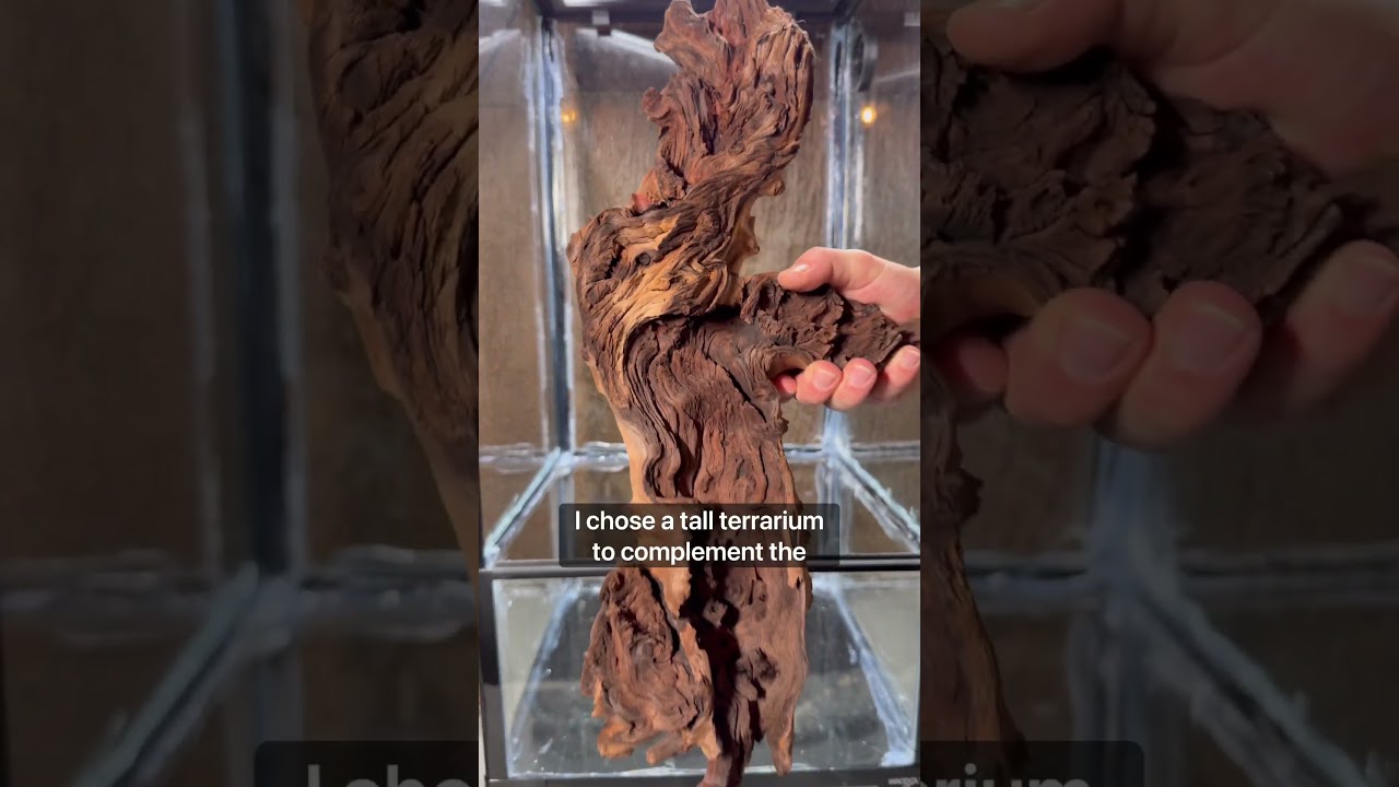 Paludarium Build - Part 1 #youtubeshort #asmr #fyp