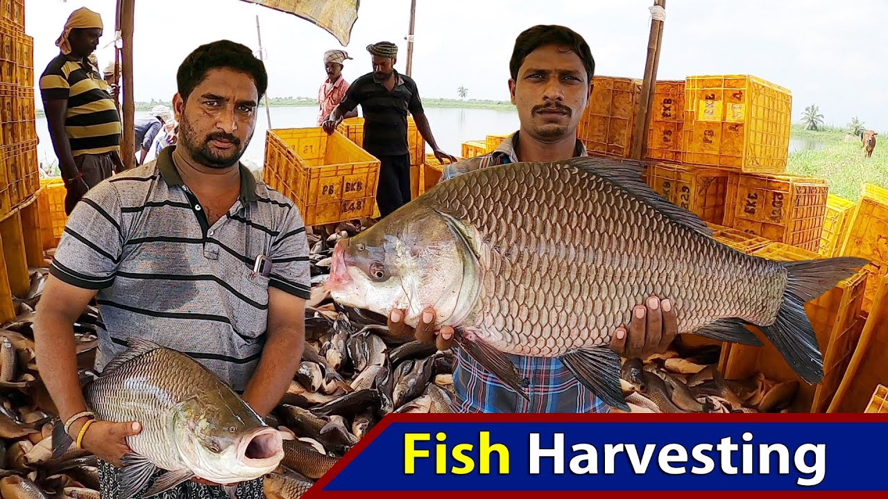Catla Fish Farming | Fish Harvesting and Ice Packing | Aqua Factory