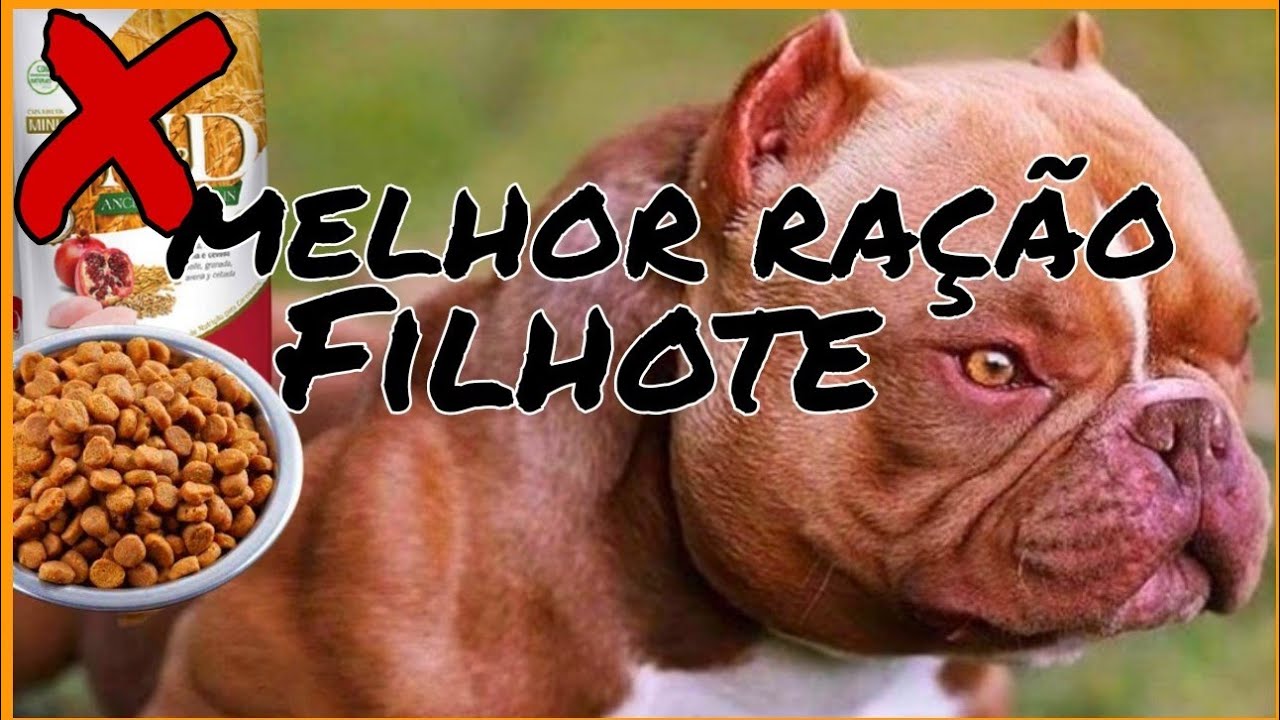 RAÇÃO MAIS SABOROSA PARA AMERICAN BULLY