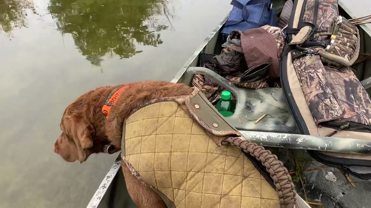 Chesapeake Bay Retriever Lilly’s first canoe hunt