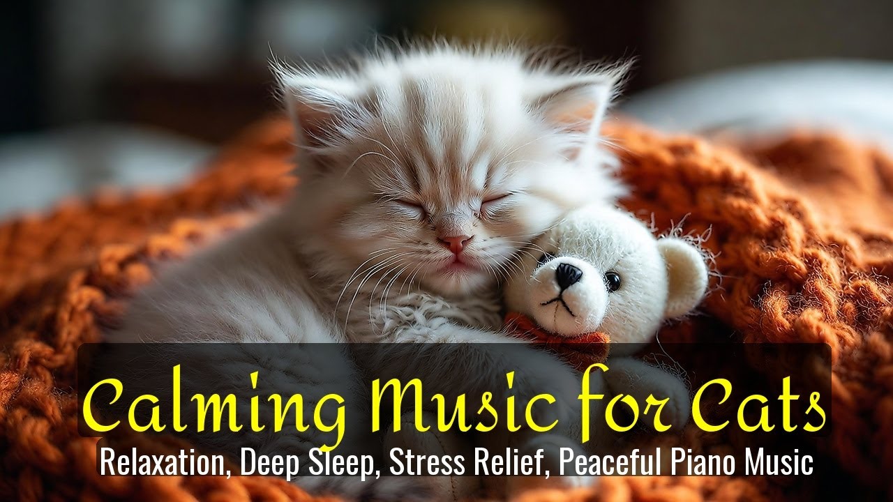 LIVE Cute Kitten Sleep Video for Calm and Relaxation 😌 | Season 67