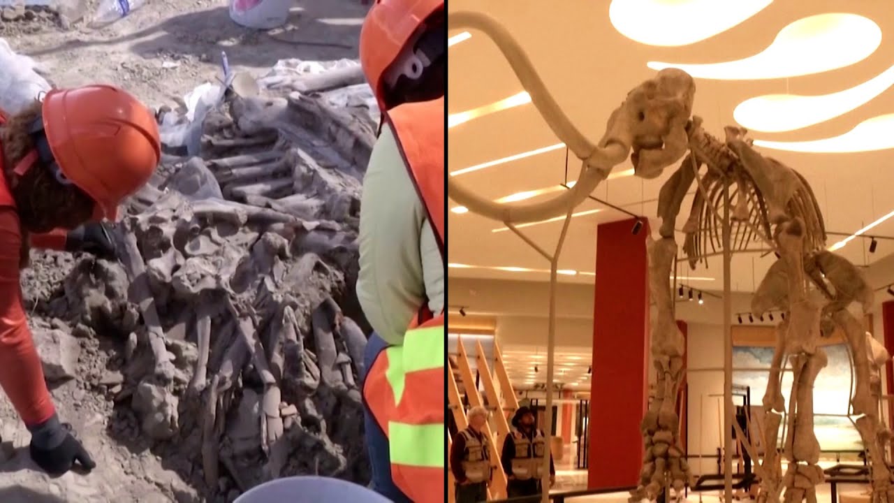 Paleontologists Uncover Mammoth Remains in Mexico