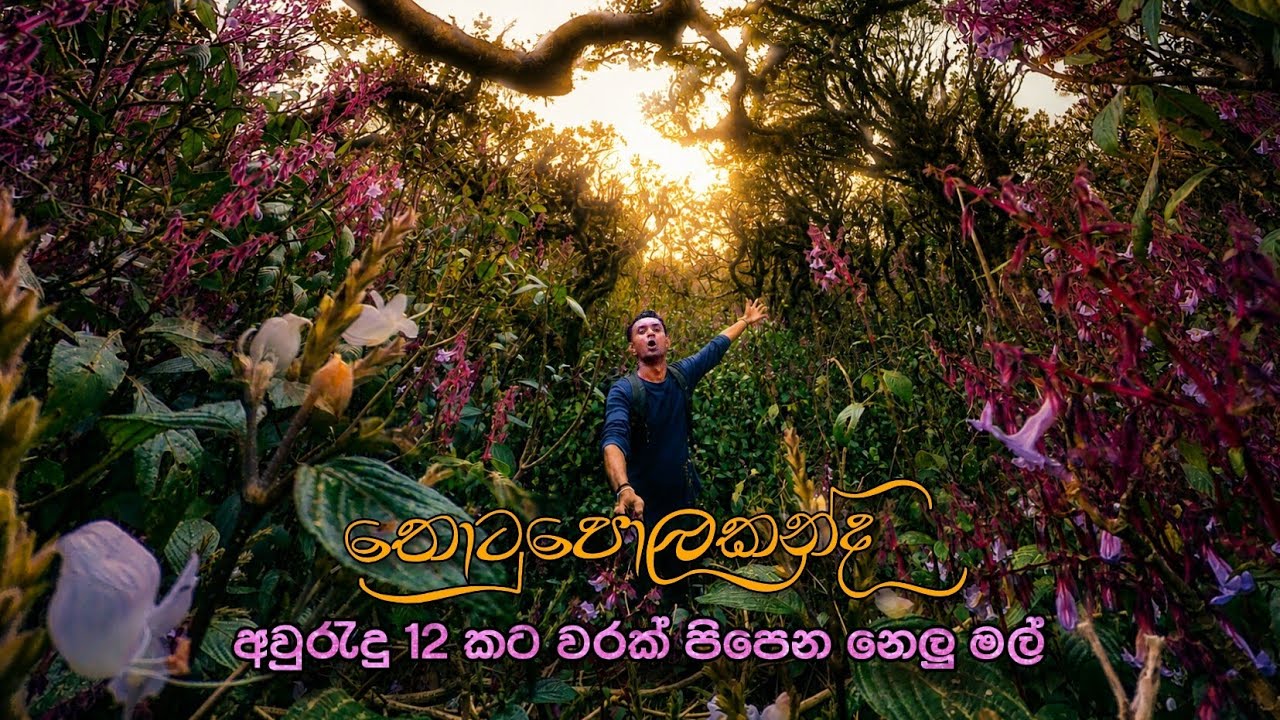 Nelu🪻| අවුරැදු 12කට වරක් පිපෙන නෙලූ මල් වසන්තය | Thotupola Kanda ⛰️ | Synchronized Flowering